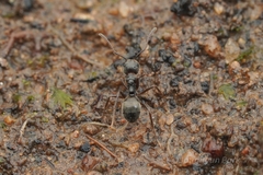 Dolichoderus thoracicus
