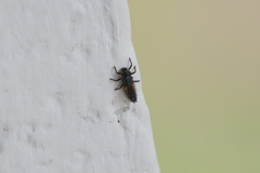 Harmonia axyridis
