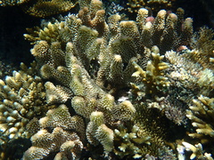 Pocillopora grandis