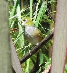 Zosterops lateralis lateralis