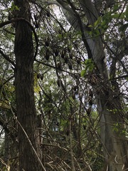 Aristolochia littoralis