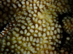 Pocillopora grandis