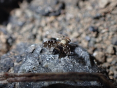 Actocetor indicus