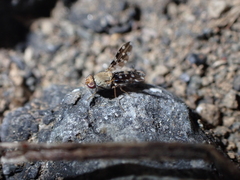 Actocetor indicus