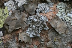Umbilicaria freyi