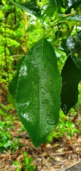 Melicytus macrophyllus