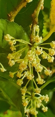 Melicytus macrophyllus