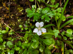 Geranium suzukii