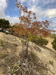 Quercus buckleyi