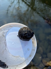 Pectinatella magnifica