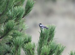 Poecile sclateri