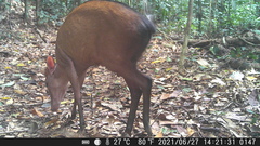 Cephalophorus callipygus