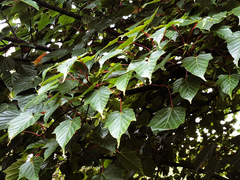Acer morrisonense