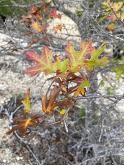 Quercus buckleyi