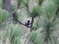 Poecile sclateri
