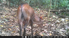 Cephalophorus leucogaster