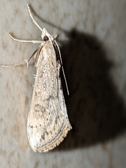 Evergestis isatidalis