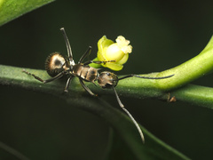 Polyrhachis proxima