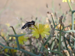 Exhyalanthrax simonae