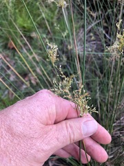 Juncus usitatus