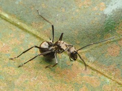 Polyrhachis proxima