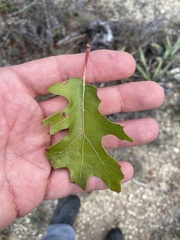 Quercus buckleyi