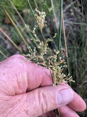 Juncus usitatus