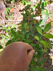 Pandorea jasminoides