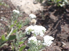 Anthophora pulverosa