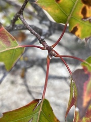 Quercus buckleyi
