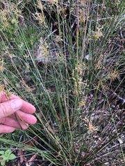 Juncus usitatus