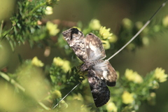 Chiomara georgina georgina