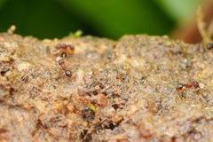 Tetramorium