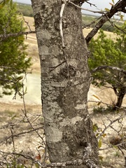 Quercus buckleyi
