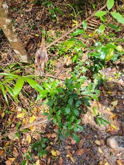 Pandorea jasminoides