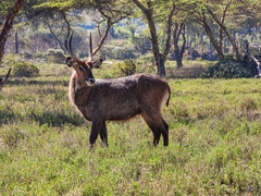 Kobus ellipsiprymnus