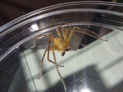 Sparassidae