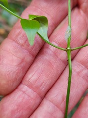 Pandorea jasminoides
