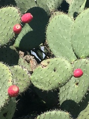 Opuntia streptacantha