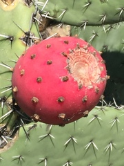 Opuntia streptacantha