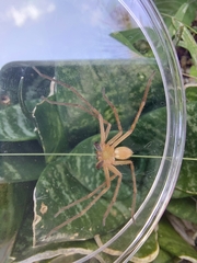 Sparassidae