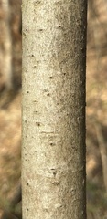 Asimina triloba