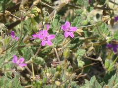 Erodium cicutarium