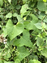 Aristolochia littoralis