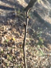 Asimina triloba