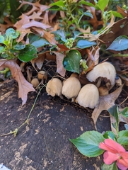 Coprinellus