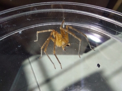 Sparassidae