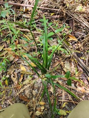 Cyperus tetraphyllus