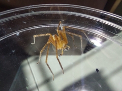 Sparassidae