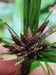 Cyperus tetraphyllus